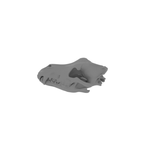 Arctic Wolf Skull.stl