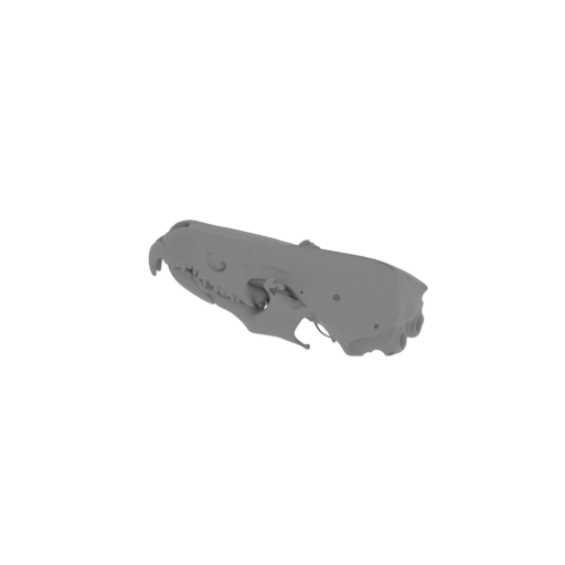 Armored Shrew Skull.stl