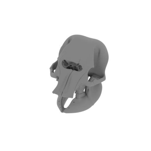 Asian Elephant Skull.stl