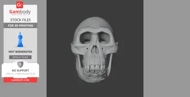 Australopithecus Skull - Skull Replica STL