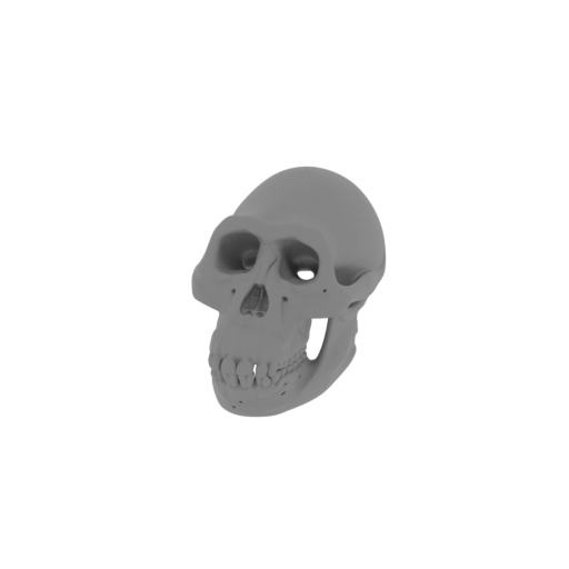 Australopithecus Skull.stl