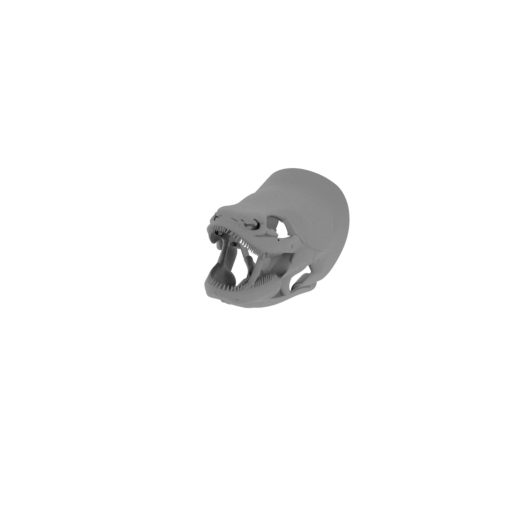 Bichir (Ornate) Skull.stl