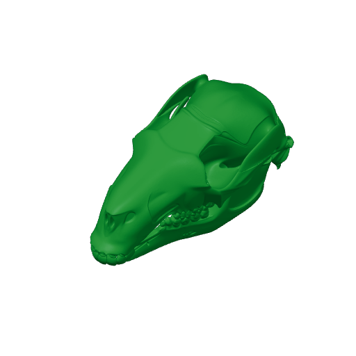 Black Wallaroo Skull.3mf
