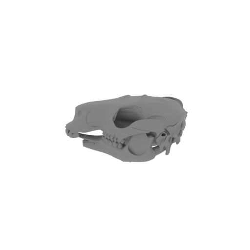 Black Wallaroo Skull.stl