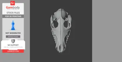 Black-backed Jackal Skull - Skull Replica STL