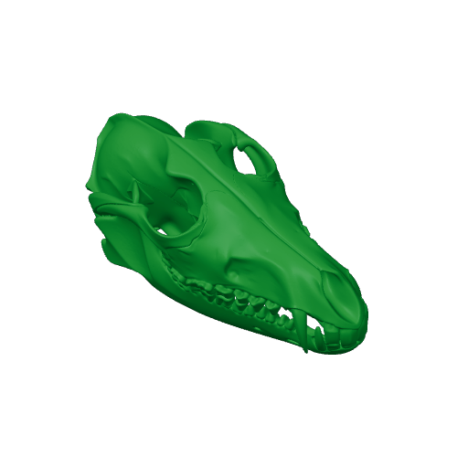 Black-backed Jackal Skull.3mf