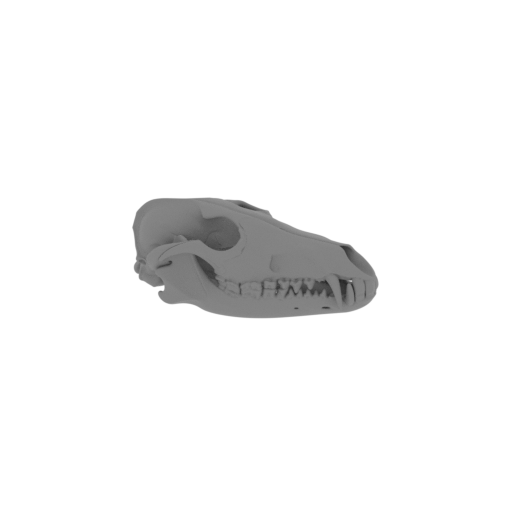 Black-backed Jackal Skull.stl
