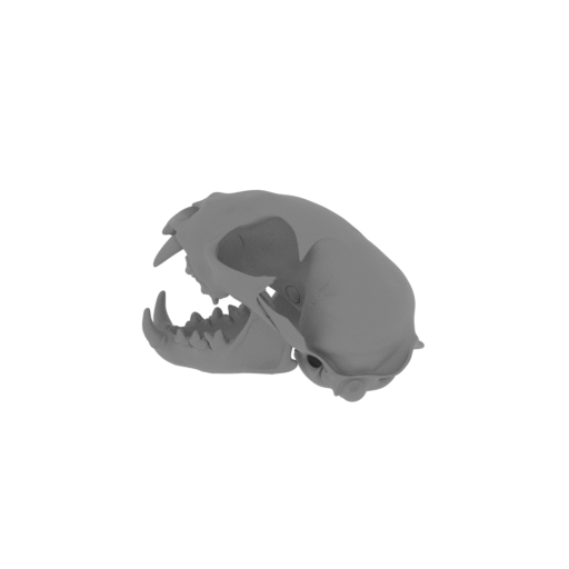 Bobcat Skull.stl
