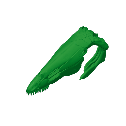 Bowfin (Amia calva) Skull.3mf