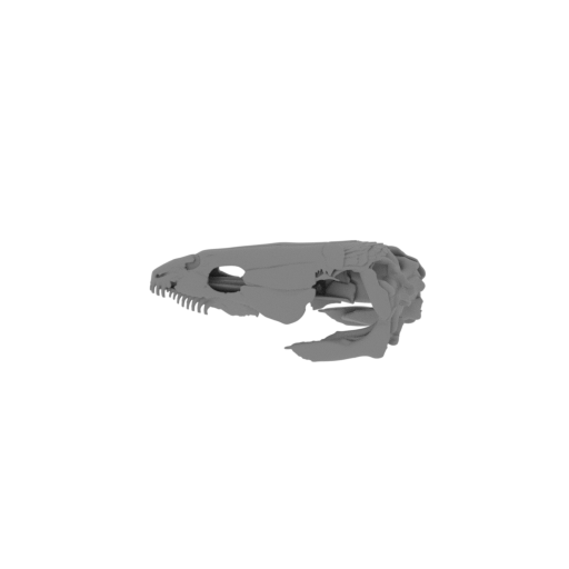 Bowfin (Amia calva) Skull.stl