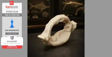 3D-printed bowmouth guitarfish skull replica displayed on a dark surface.