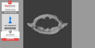 3D model of a Bowmouth Guitarfish skull, featuring textured surfaces and open mouth.