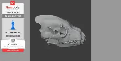 3D model of a brown hyena skull, showcasing detailed bone structure for 3D printing.