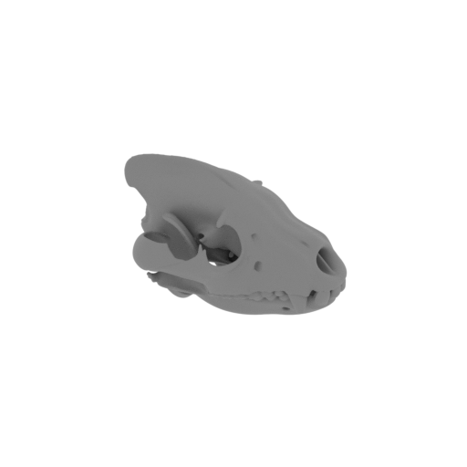 Brown Hyena Skull.stl