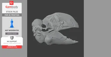Bullockornis planei Skull - Skull Replica STL