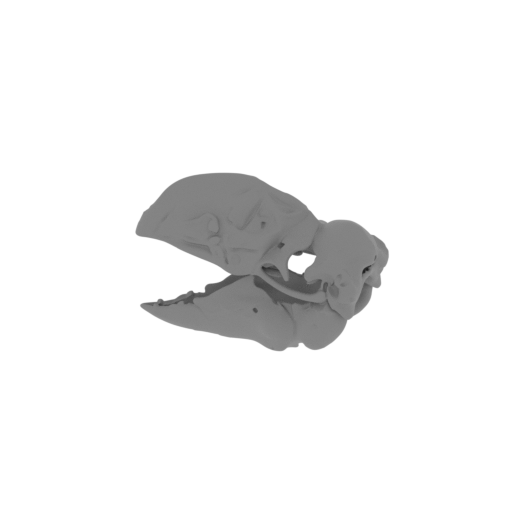 Bullockornis planei Skull.stl