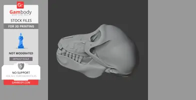 3D model of a Chacma baboon skull viewed from the side for 3D printing.