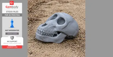 A 3D-printed Chacma baboon skull replica resting on sandy ground.