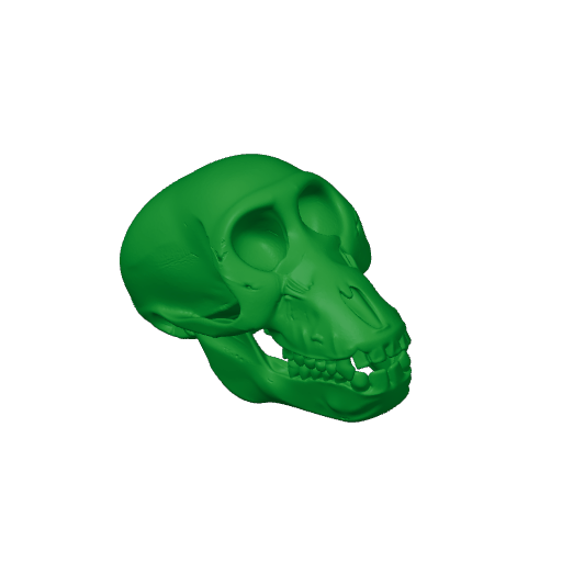 Chacma Baboon Skull.3mf