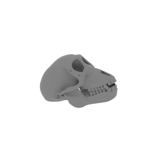 Chacma Baboon Skull.stl