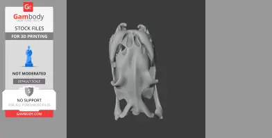 3D model of a children's python skull viewed from above, showing intricate bone structure.