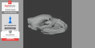 3D model of a brown bear skull, showcasing detailed bone structure, designed for 3D printing.