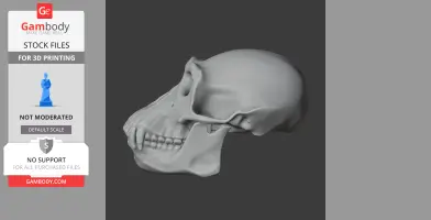 3D model of a chimpanzee skull replica, designed for 3D printing. Side profile view.
