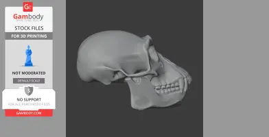 3D model of a chimpanzee skull for printing, side view, showing detailed bone structure.