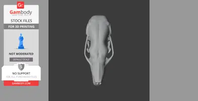 3D model of a Coast Mole skull, viewed from above, suitable for 3D printing.