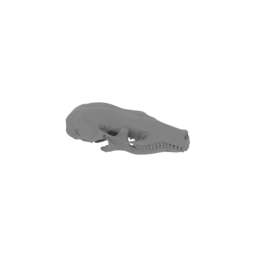 Coast Mole Skull.stl