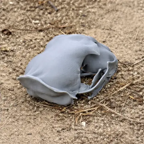 A detailed gray 3D-printed chital skull replica, resting on sandy ground.
