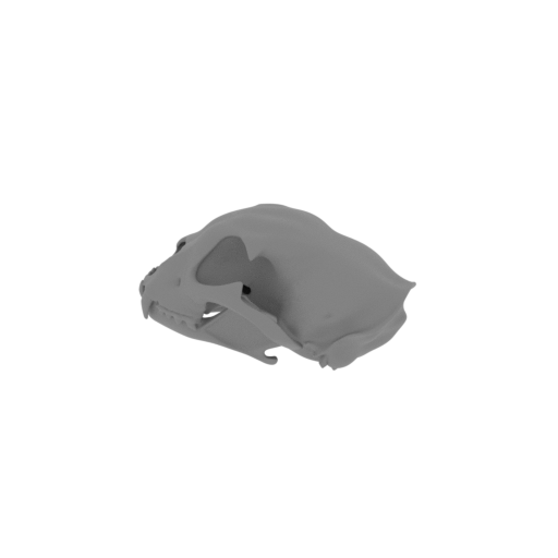 Chital Skull.stl
