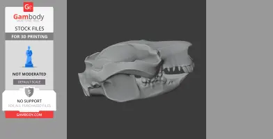 3D model of a Common Brushtail Possum skull, side view, for 3D printing.