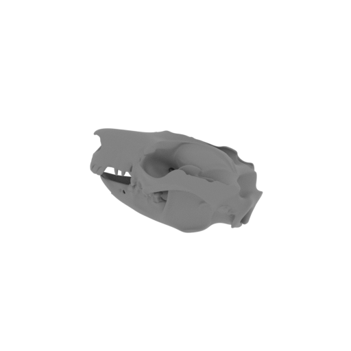 Common Brushtail Possum Skull.stl