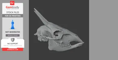 Common Duiker Skull - Skull Replica STL