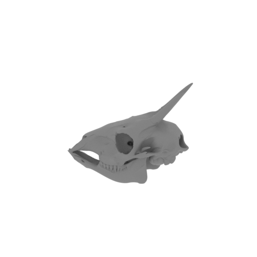 Common Duiker Skull.stl