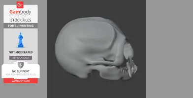 Common Marmoset Skull - Skull Replica STL