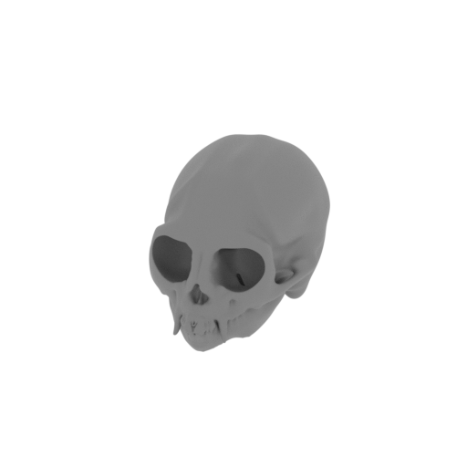 Common Marmoset Skull.stl