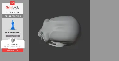 Common Marmoset Skull - Skull Replica STL