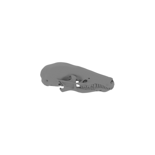 Common Mole Skull.stl