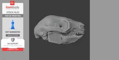 Common Ringtail Possum Skull - Skull Replica STL