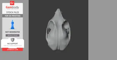 Common Ringtail Possum Skull - Skull Replica STL