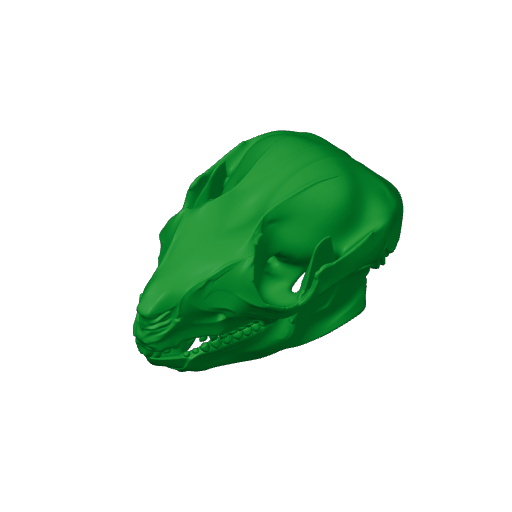 Common Ringtail Possum Skull.3mf
