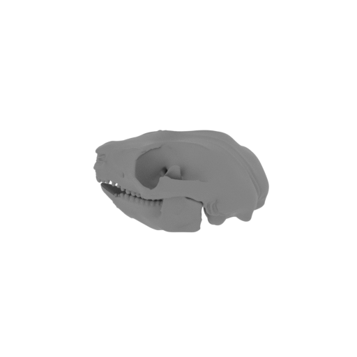 Common Ringtail Possum Skull.stl