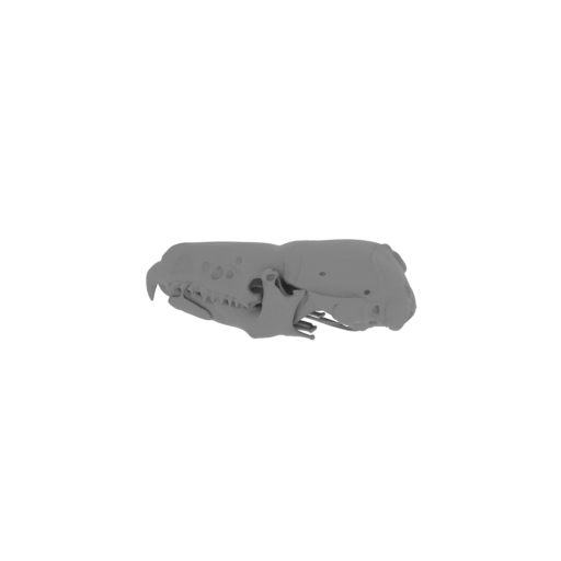 Common Shrew Skull.stl