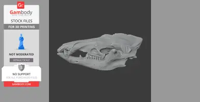 Common Tenrec Skull - Skull Replica STL