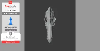 Common Tenrec Skull - Skull Replica STL