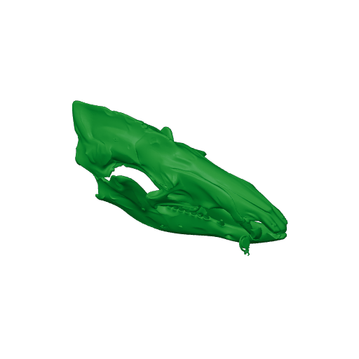 Common Tenrec Skull.3mf