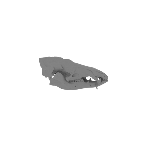 Common Tenrec Skull.stl