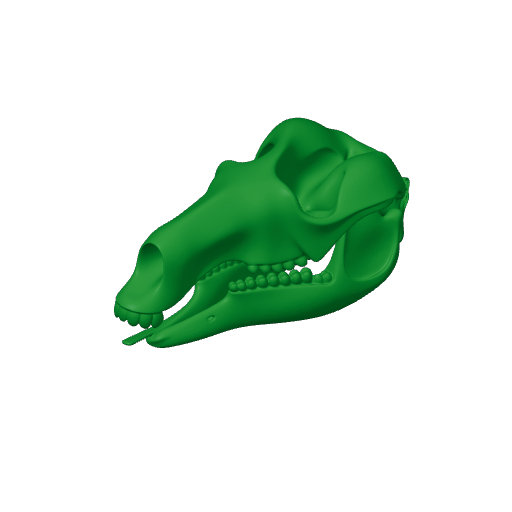 Common Wallaroo Skull.3mf